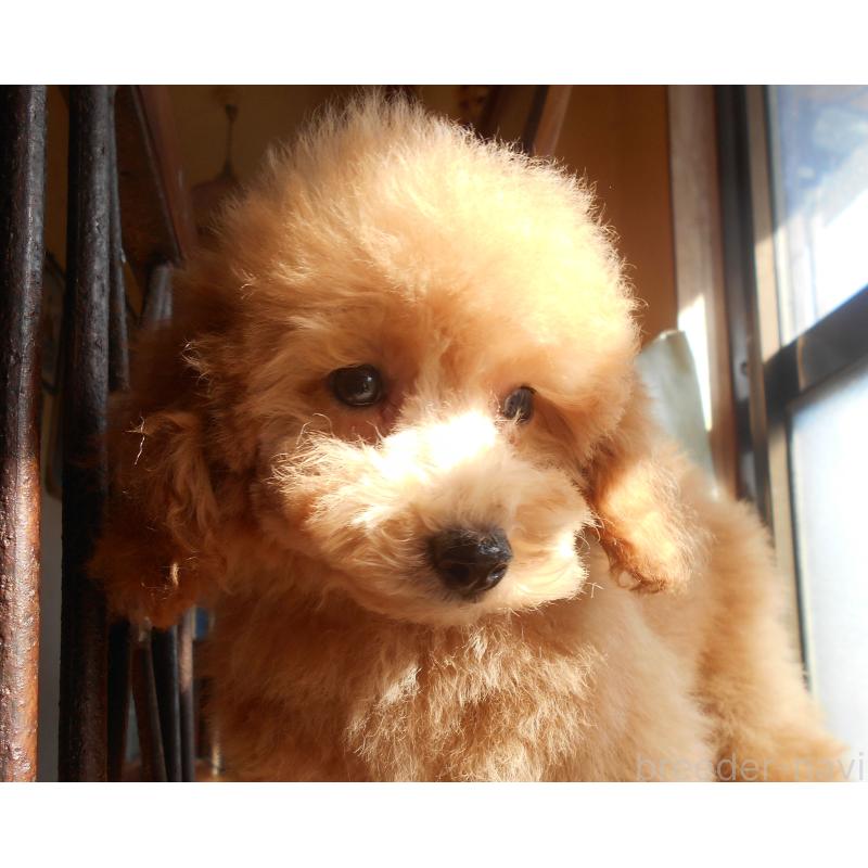 販売中の福岡県のタイニープードル-422846の3枚目